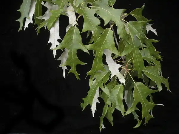 Photo of Quercus falcata - Leaves:Bruce Kirchoff