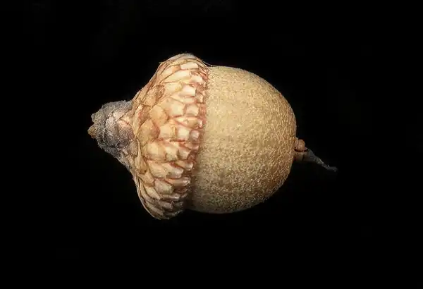 Photo of Quercus falcata - Acorn:Bruce Kirchoff