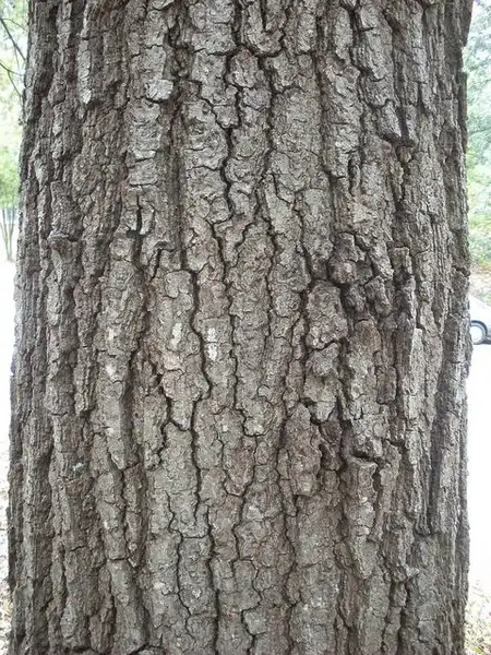Photo of Quercus falcata - Quercus falcata, bark:Bruce Kirchoff