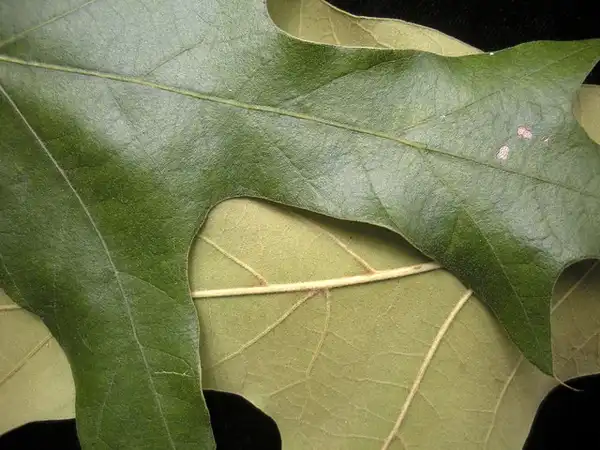 Photo of Quercus falcata - Leaves Upper and lower surfaces:Bruce Kirchoff