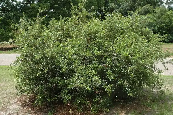Photo of Quercus geminata (Quercus geminatas)