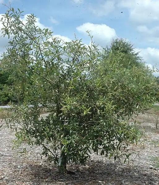 Photo of Quercus geminata (Quercus geminatas)