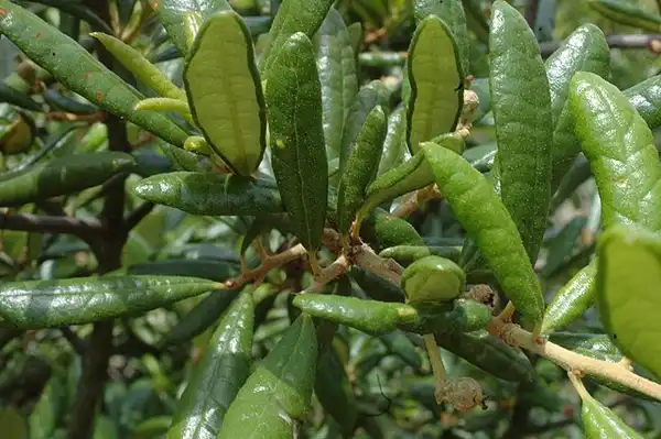 Photo of Quercus geminata - Leaves curl under. Greensboro, NC:Bruce Kirchoff