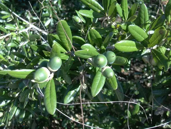 Photo of Quercus geminata - Acorns and leaves.:homeredwardprice