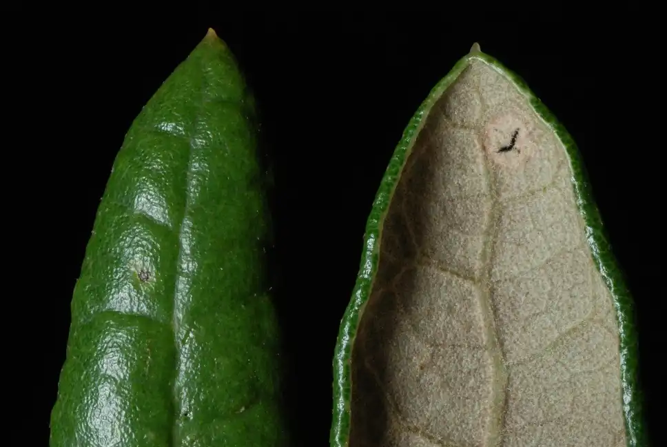 Photo of Quercus geminata - (Horry County, SC)-Mid Fall:Douglas Goldman, USDA