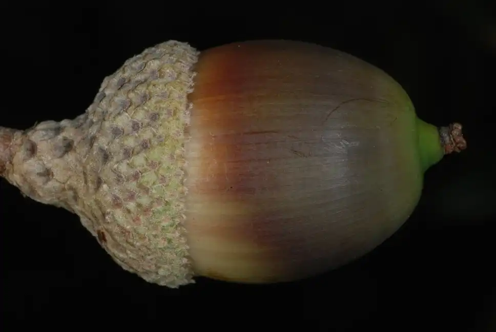 Photo of Quercus geminata - (Horry County, SC)-Mid Fall:Douglas Goldman, USDA