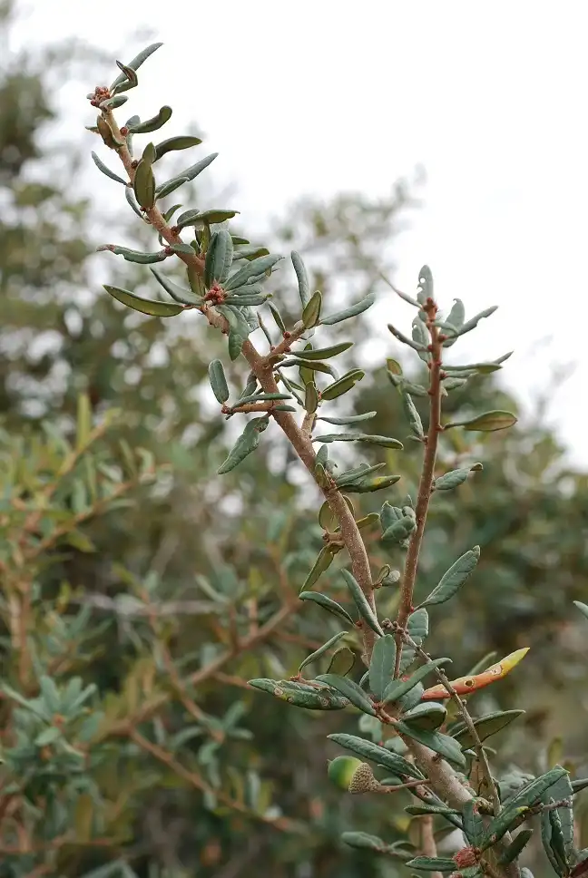 Photo of Quercus geminata - (Horry County, SC)-Mid Fall:Douglas Goldman, USDA
