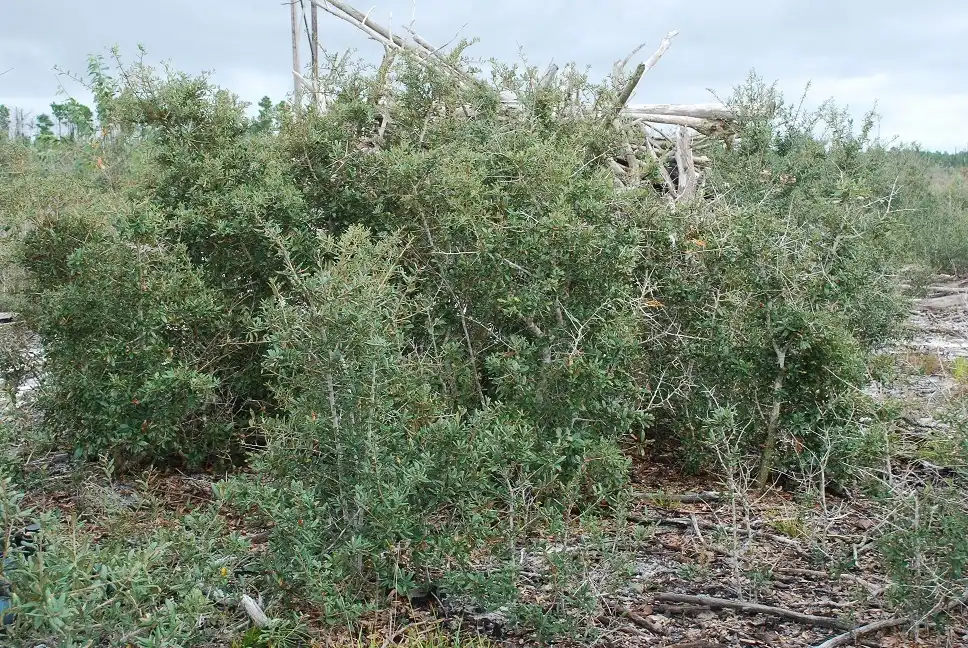 Photo of Quercus geminata - (Horry County, SC)-Mid Fall:Douglas Goldman, USDA