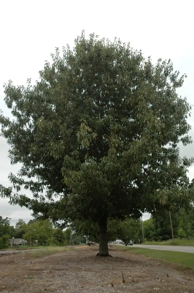 Photo of Quercus georgiana (Quercus georgianas)