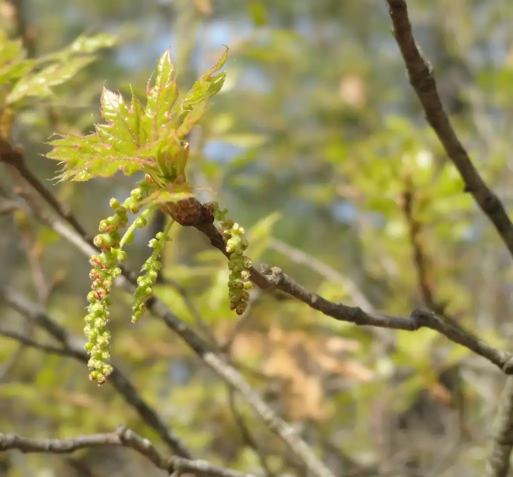 Photo of Quercus georgiana (Quercus georgianas)
