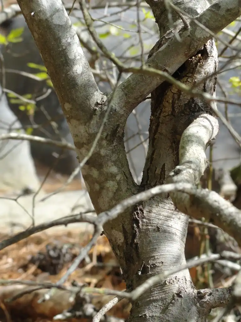 Photo of Quercus georgiana - Bark:Adellefrank