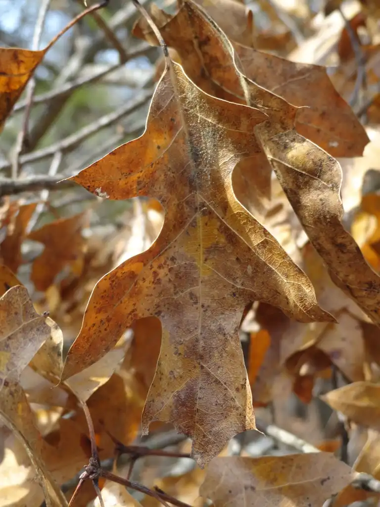 Photo of Quercus georgiana - Winter leaves:Adellefrank