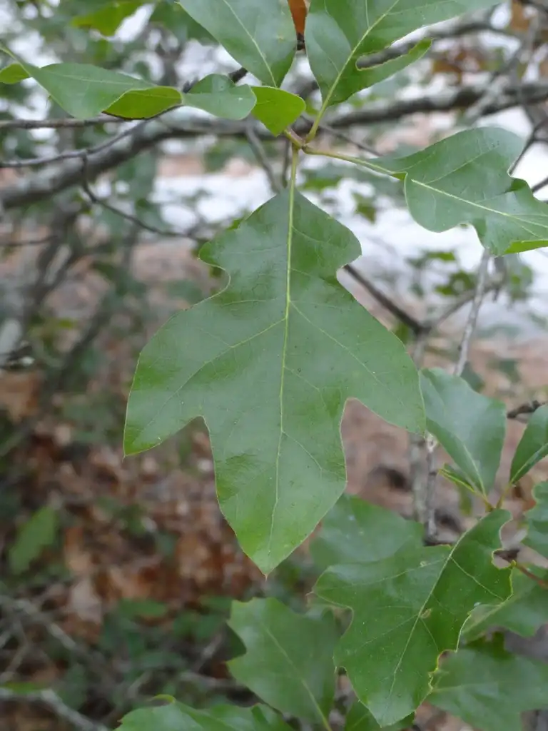 Photo of Quercus georgiana - Leaves:Adellefrank