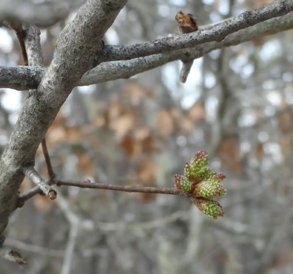 Photo of Quercus georgiana - Twigs and buds:Adellefrank