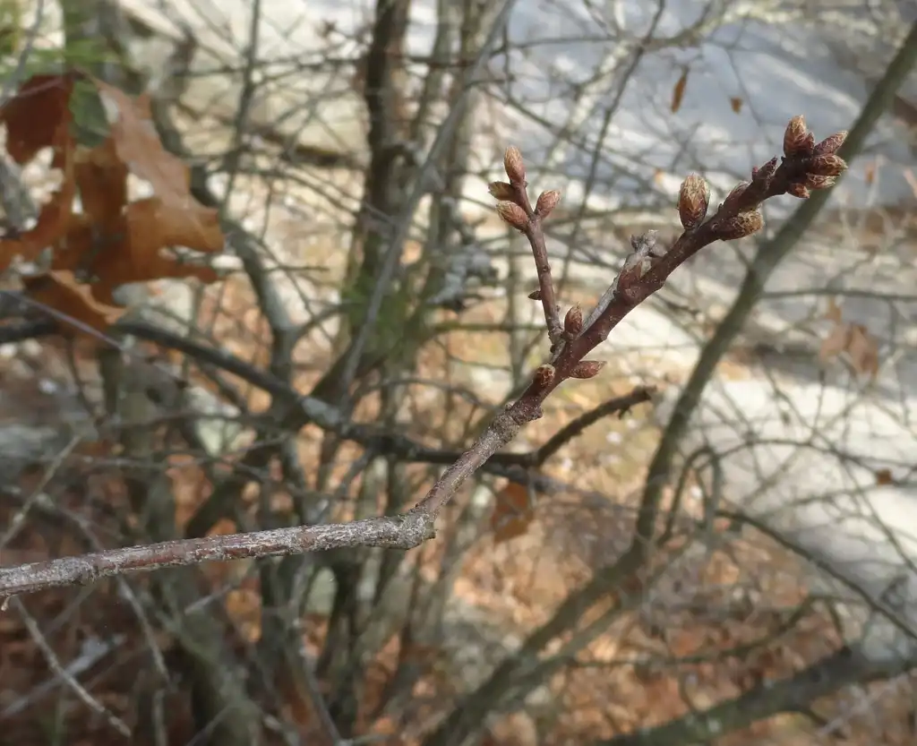 Photo of Quercus georgiana - Twigs and buds:Adellefrank