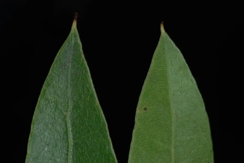 Photo of Quercus hemisphaerica (Quercus hemisphaericas)