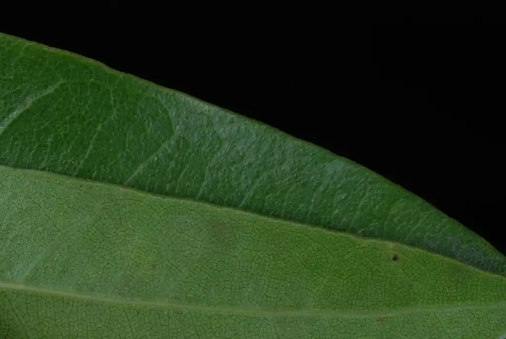 Photo of Quercus hemisphaerica (Quercus hemisphaericas)