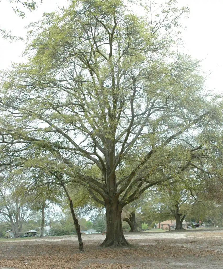 Photo of Quercus hemisphaerica - Form:Bruce Kirchoff