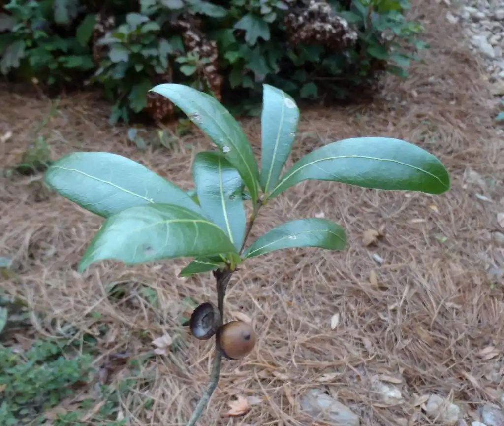 Photo of Quercus hemisphaerica - Fruit and Leaves:Jim Robbins