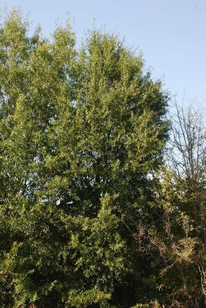 Photo of Quercus hemisphaerica - (Moore County, NC)-Early Fall:Douglas Goldman, USDA