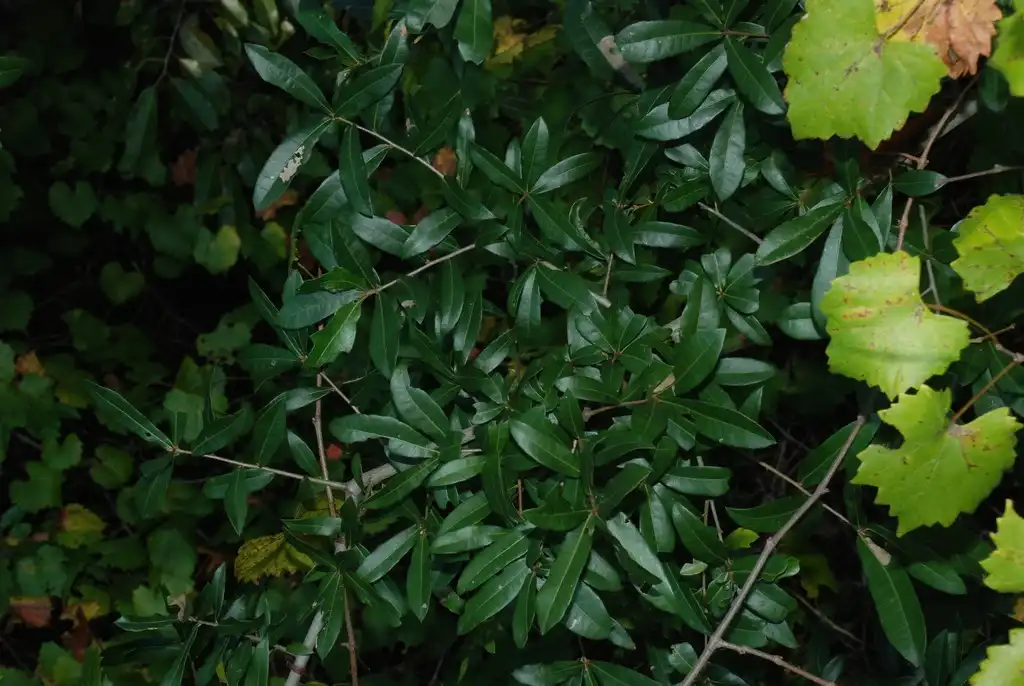 Photo of Quercus hemisphaerica - (Moore County, NC)-Early Fall:Douglas Goldman, USDA