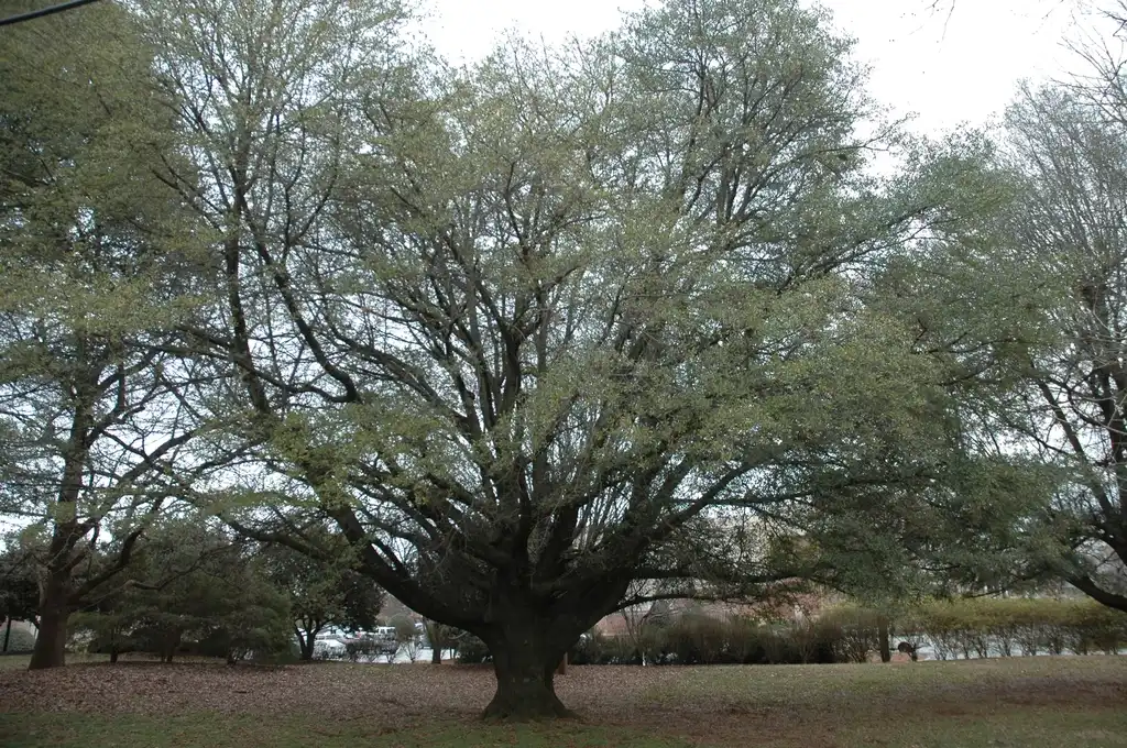 Photo of Quercus hemisphaerica - Form:Bruce Kirchoff
