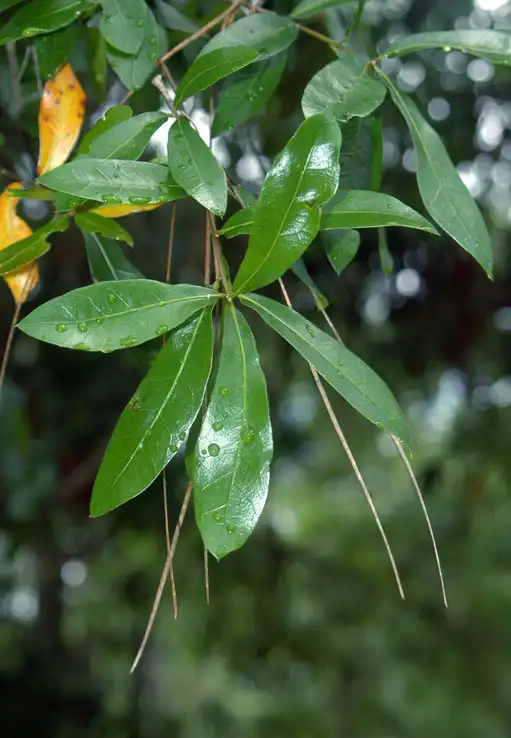 Photo of Quercus hemisphaerica - Leaves:Chris Evans, University of Illinois, Bugwood.org