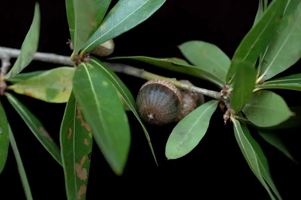 Photo of Quercus hemisphaerica - Acorn:Bruce Kirchoff