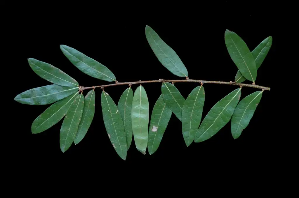 Photo of Quercus hemisphaerica - Stems and leaves:Bruce Kirchoff