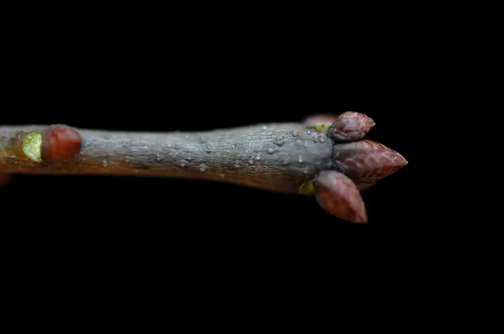 Photo of Quercus hemisphaerica - Stem and buds:Bruce Kirchoff