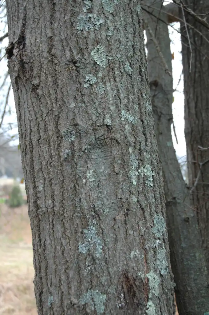 Photo of Quercus hemisphaerica - Bark:Bruce Kirchoff