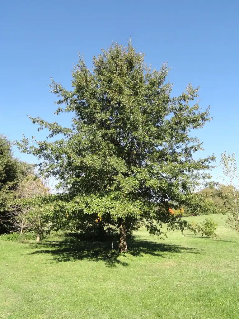 Фото Quercus imbricaria (Quercus imbricarias)