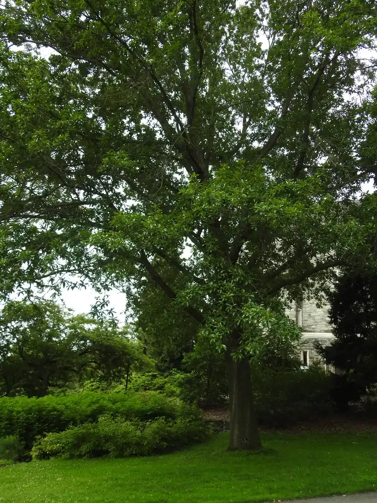 Фото Quercus imbricaria (Quercus imbricarias)