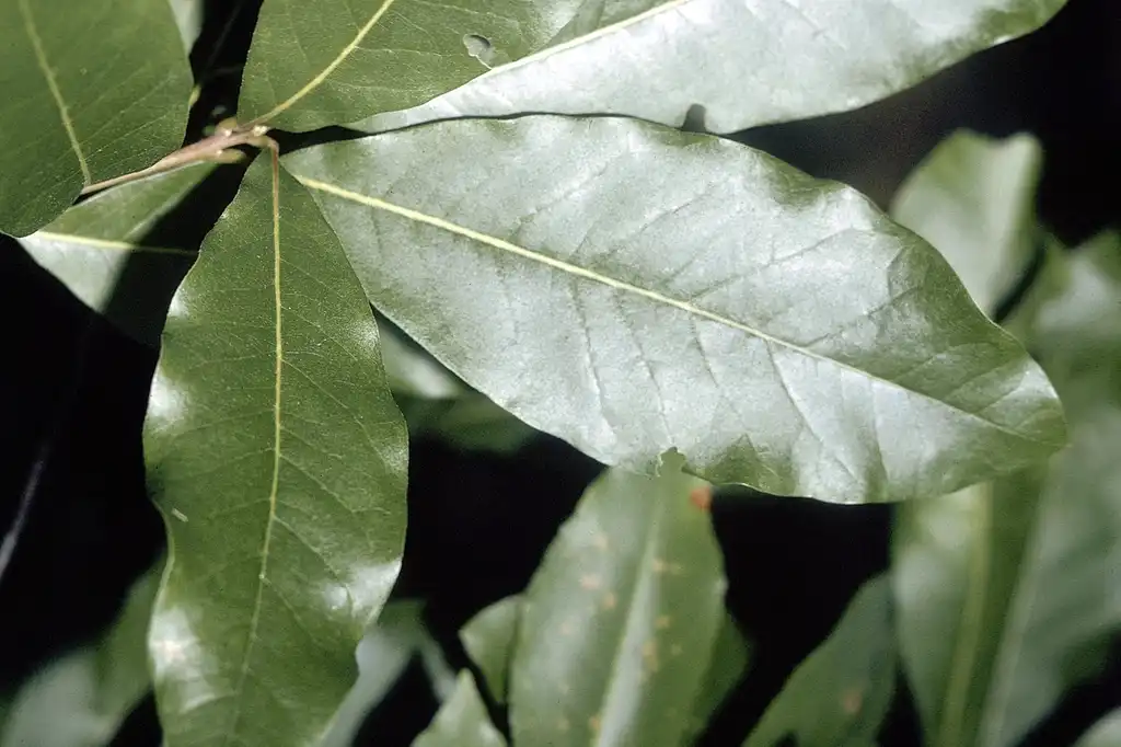 Фото Quercus imbricaria - Leaves:Robert H Mohlenbrock
