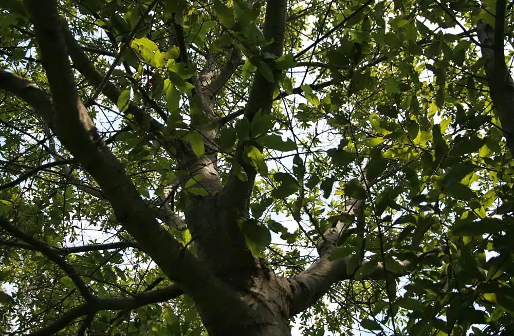 Фото Quercus imbricaria - Branches:David J. Stang
