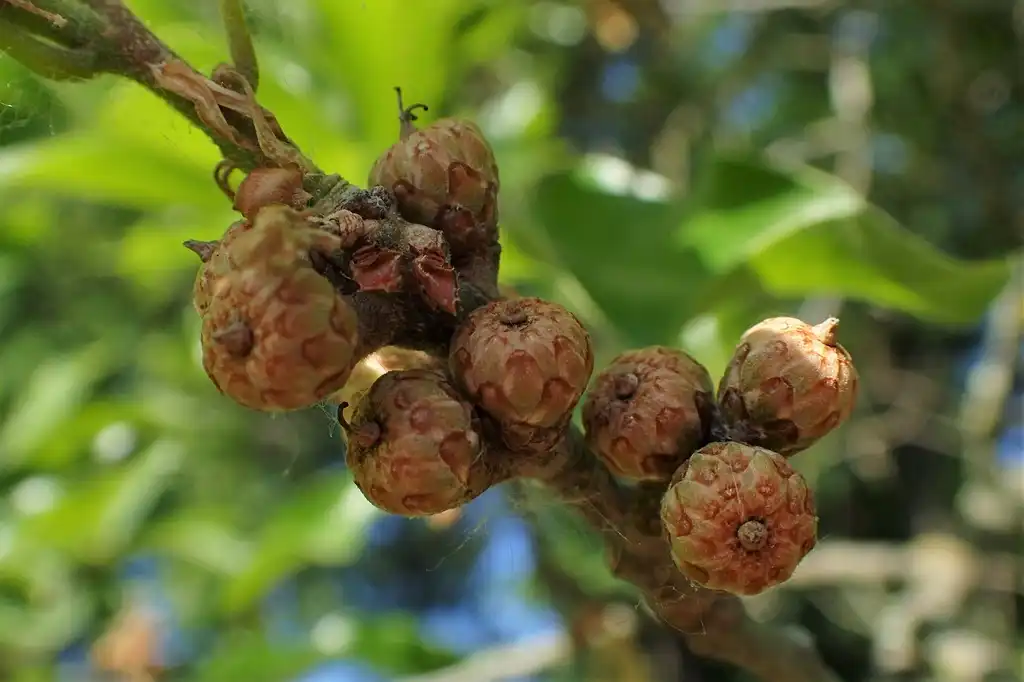 Фото Quercus imbricaria - Acorn:Krzysztof Ziarnek, Kenraiz
