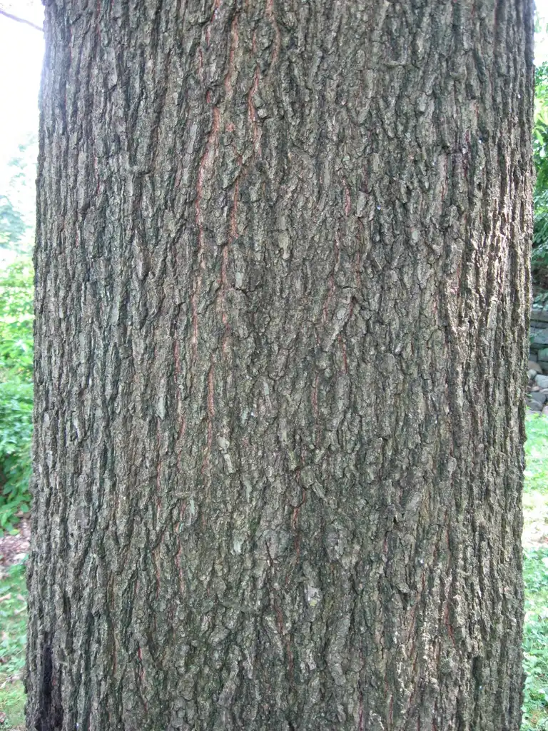 Фото Quercus imbricaria - Bark:Chhe at English Wikipedia