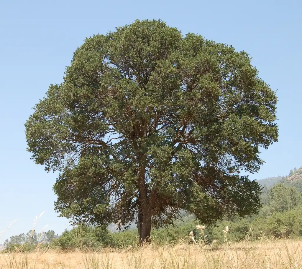Photo of Quercus incana (Quercus incanas)