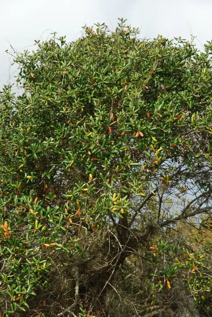 Фото Quercus inopina (Quercus inopinas)