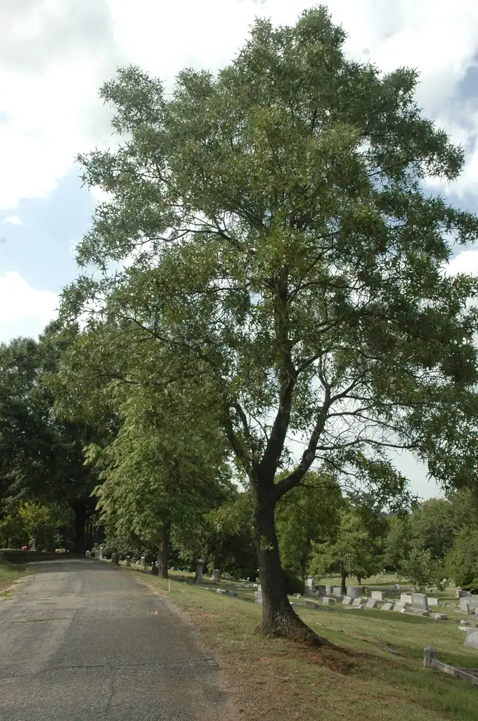 Foto de Quercus laevis (Quercus laeviss)