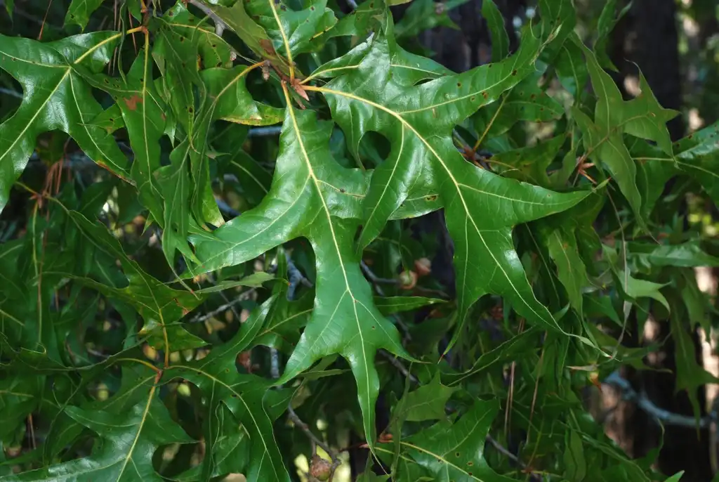 Foto de Quercus laevis (Quercus laeviss)