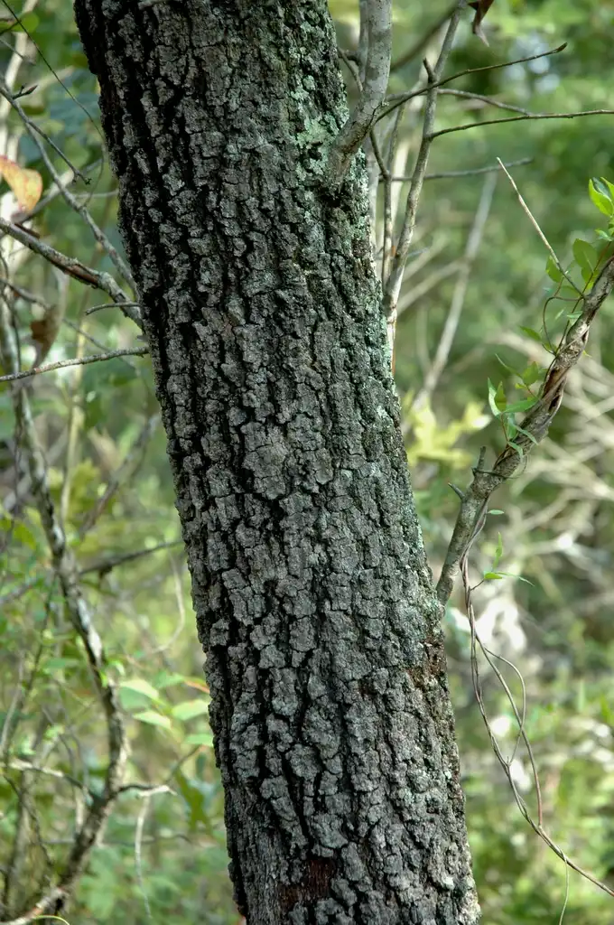 Foto de Quercus laevis - Bark:Bruce Kirchoff