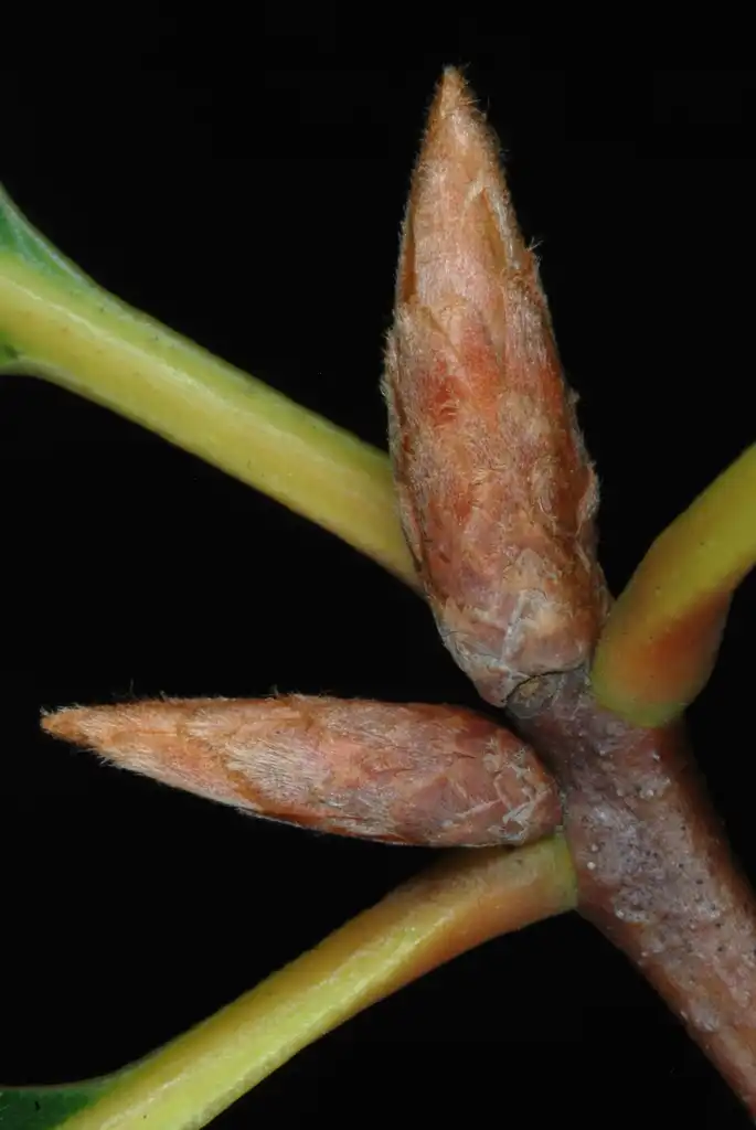 Foto de Quercus laevis - End buds (Pinebluff, NC)-Early Fall:Douglas Goldman, USDA
