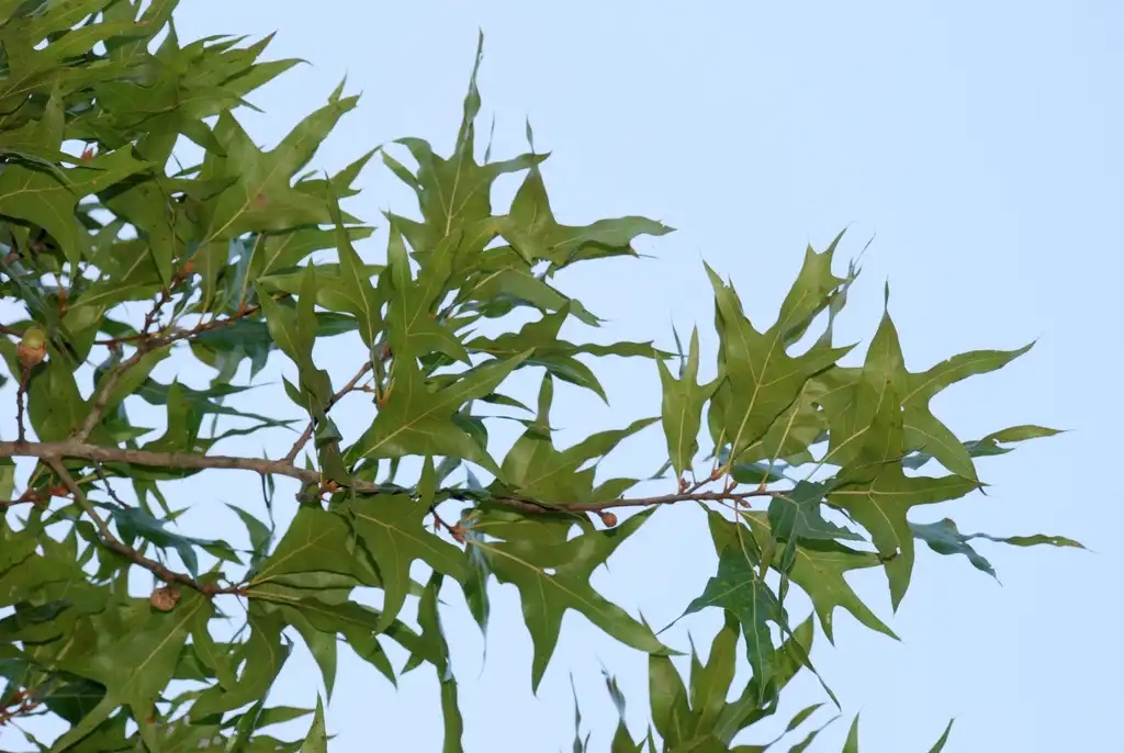 Foto de Quercus laevis - Branch with leaves (Pinebluff, NC)-Early Fall:Douglas Goldman, USDA