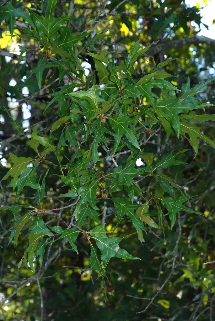 Foto de Quercus laevis - Leaves (Pinebluff, NC)-Early Fall:Douglas Goldman, USDA
