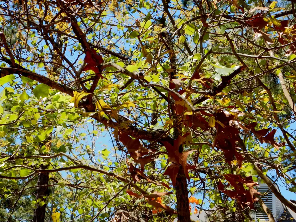 Foto de Quercus laevis - Leaf out in spring:Katelyn Beissert