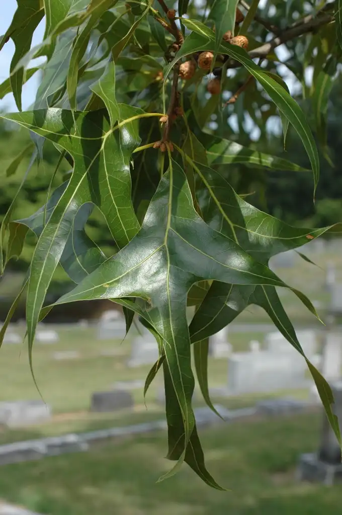 Foto de Quercus laevis - Leaves:Bruce Kirchoff