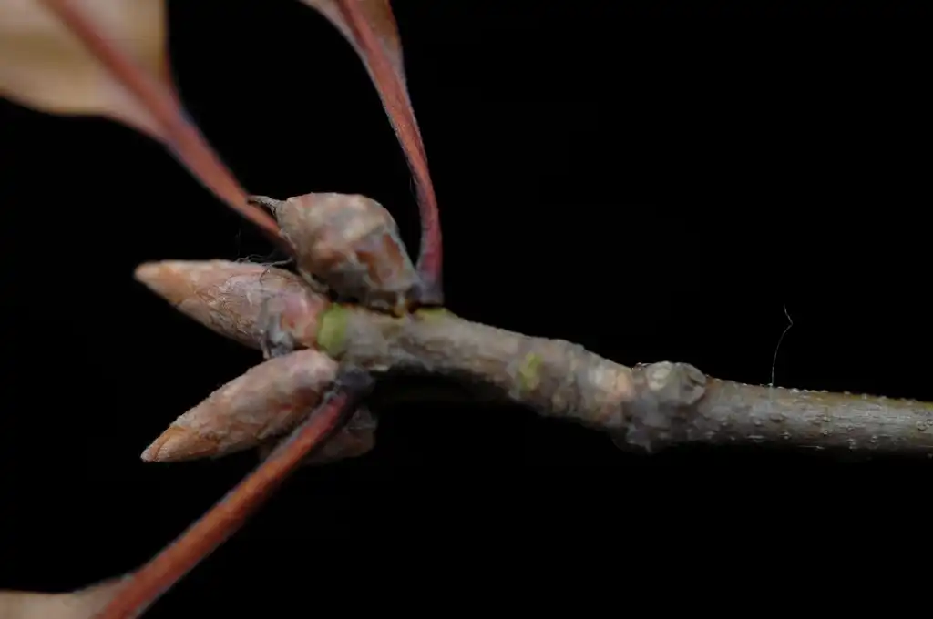Foto de Quercus laevis - Branch and terminal buds:Bruce Kirchoff