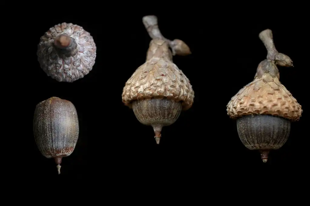 Foto de Quercus laevis - Acorns:Bruce Kirchoff