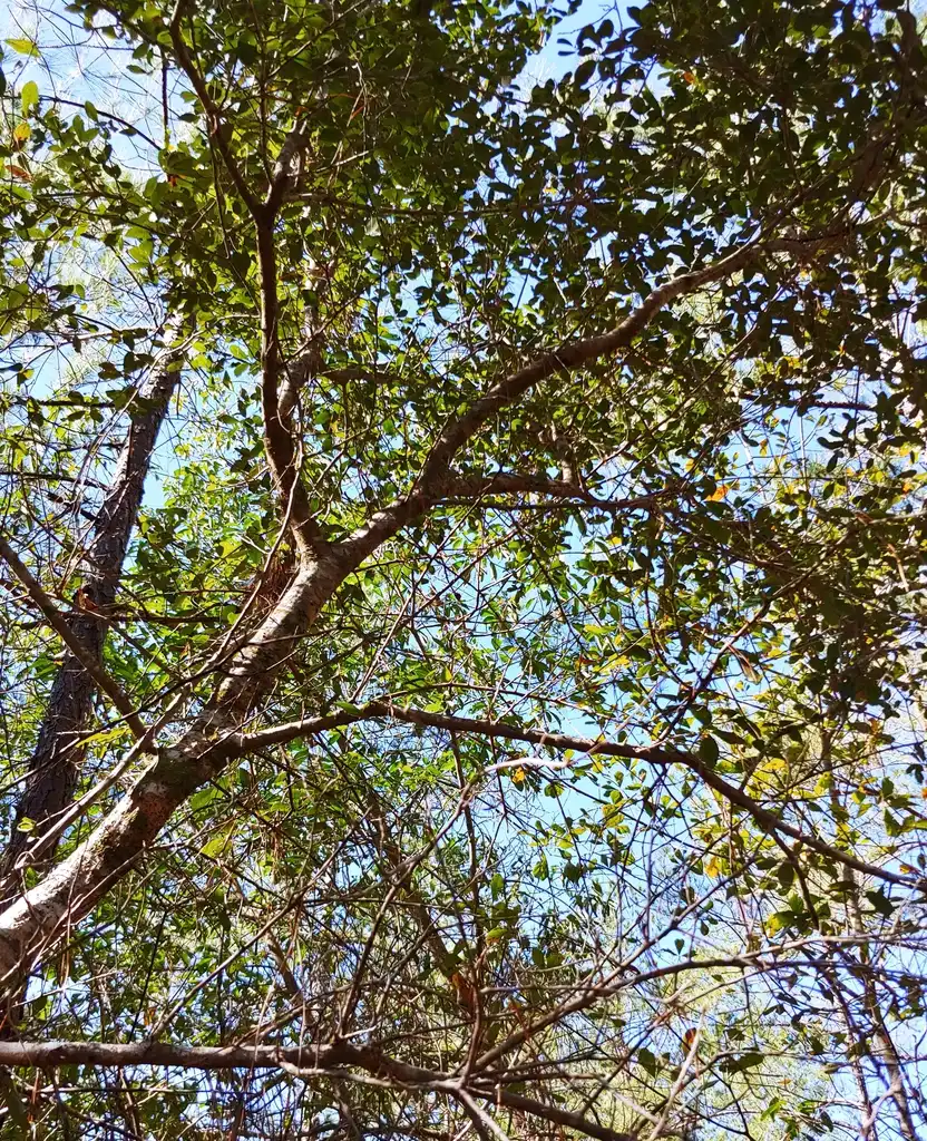 Foto de Quercus laurifolia (Quercus laurifolias)